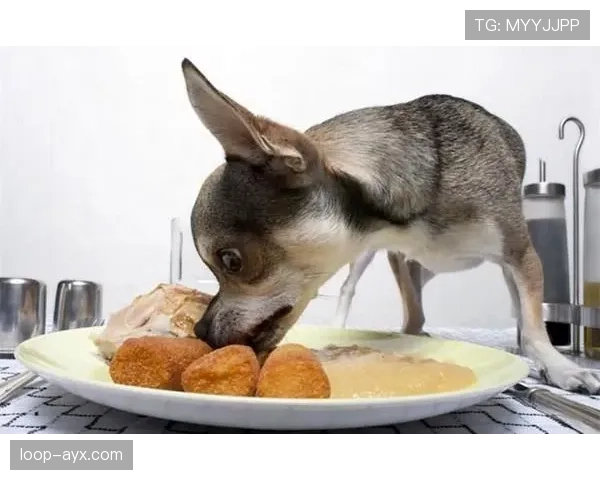 张琳芃家的狗吃的都比我好